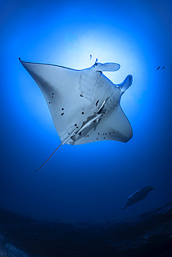 Reef manta ray (Mobula alfredi) appearing to fly in the deep blue of Mayotte's lagoon.