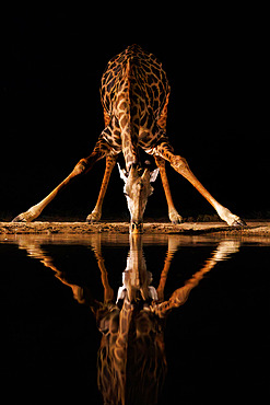 Masai giraffe (Giraffa camelopardalis tippelskirchi) drinking from a waterhole by night, Shompole wilderness, Shompole Community, Kenya, East Africa, Africa