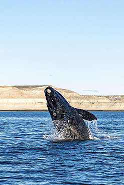 Southern Right Whale, (Eubalaena australis), breaching calf in the shallow protected waters of the Golfo Nuevo, Valdez Peninsula, UNESCO World Heritage site, Argentina.
