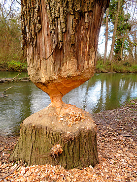 Willow eaten by a beaver, Offendorf, Bas Rhin, France