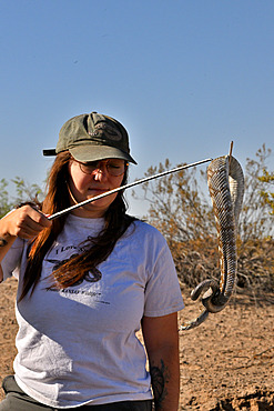 Oceane Da Cunha, researcher at the University of El Paso, capturing Eastern Black-tailed Rattlesnake (Crotalus ornatus), Texas.