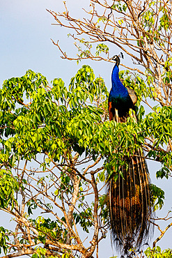 Blue Peacock (Pavo cristatus), perched on a tree, Kumana National Park, Sri Lanka, South Asia