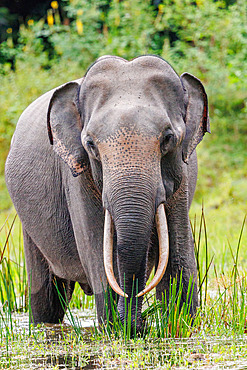 Asian or Asiatic elephant (Elephas maximus), in the marsh, Kumana National Park, Sri Lanka, Asia