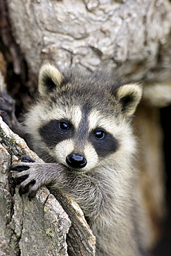 North American raccoon Minnesota USA North America America