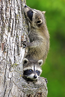 North American raccoon Minnesota USA North America America