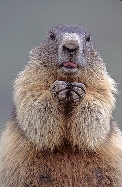 Alpine marmot portrait marmot funny The Alps Europe