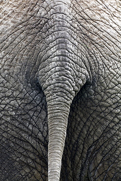 African elephant elephant tail skin with wrinkles backview detail close-up