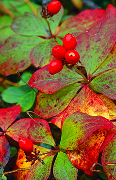 bunchberry