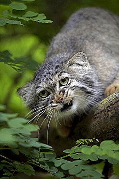 Pallas cat portrait