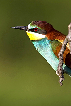 European bee-eater sitting on branch portrait Animals