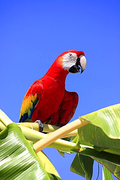 scarlet macaw scarlet macaw sitting on banana tree portrait