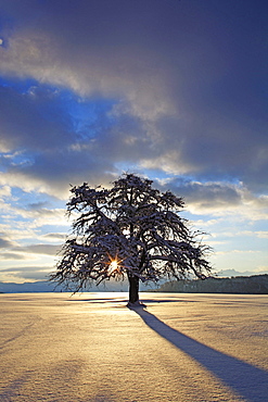 apple tree apple tree snow covered in winter landscape sunrise mood Switzerland