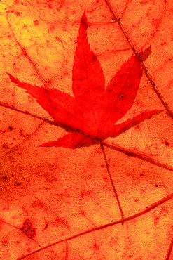 Japanese maple colored leafs of Japanese maple close up view autumn mood