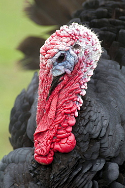 turkey portrait male domesticated turkey Animals Agriculture