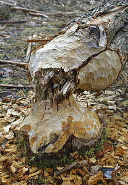 beaver Animals Botanical Tree like of Beaver durchgenagt
