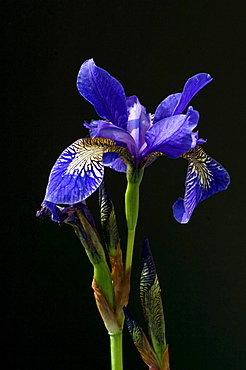 iris blooming