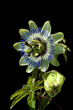 passion flower blooming