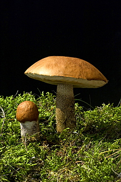 orange birch-bolete