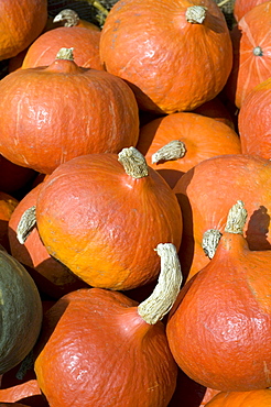 golden hubbard squash fruits