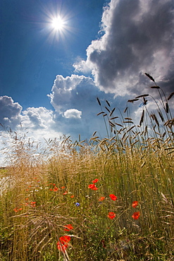 corn poppy or field poppy poppy on field