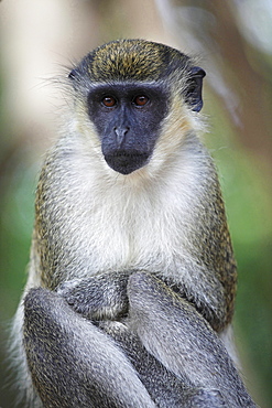 black-faced vervet or grass monkey or grivet black-faced vervet sitting portrait Gambia West Africa Africa