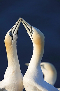 Northern gannet or booby courtship display of Northern gannet sitting on rock Animals Helgoland North Sea Germany