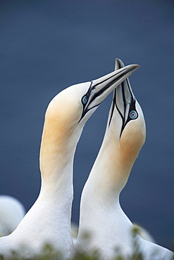 Northern gannet or booby courtship display of Northern gannet sitting on rock Animals Helgoland North Sea Germany