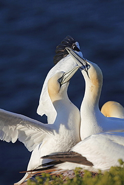 Northern gannet or booby courtship display of Northern gannet sitting on rock Animals Helgoland North Sea Germany