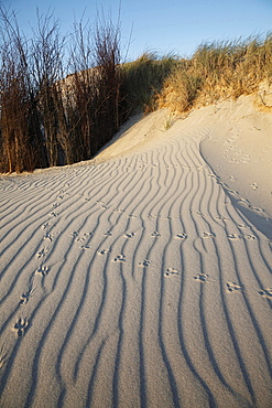 landscape dune with wave pattern and bird tracks