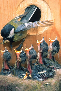 great tit or oxeye tit great tit or oxeye tit feeding young chicks in nest Animals