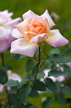 rose 'Michelle Meilland' pink blossom rose garden Gonneranlage Baden-Baden Baden-Wurttemberg Germany