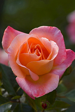 rose 'Atlantic Star' salmon-pink blossom rose garden Gonneranlage Baden-Baden Baden-Wurttemberg Germany