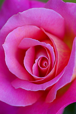 rose 'Audrey Wilcox' detail of red blossom rose garden Beutig Baden-Baden Baden-Wurttemberg Germany