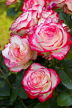 rose 'Jubile du Prince de Monaco' red-white blossoms rose garden Beutig Baden-Baden Baden-Wurttemberg Germany