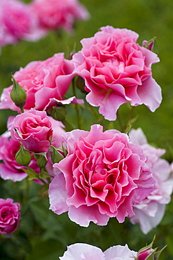 rose 'Portmeirion' pink blossoms rose garden Beutig Baden-Baden Baden-Wurttemberg Germany