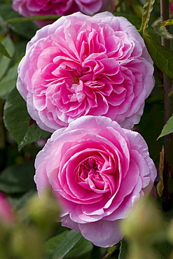 rose 'Gertrude Jekyll' pink blossoms rose garden Beutig Baden-Baden Baden-Wurttemberg Germany