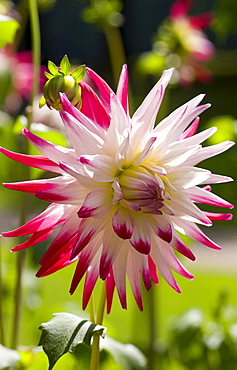 dahlia 'Sorbet' blossom Baden-Baden Germany