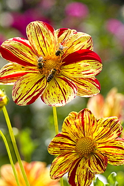 dahlia 'Saitenspiel' dahlia variety Saitenspiel Baden-Baden Germany