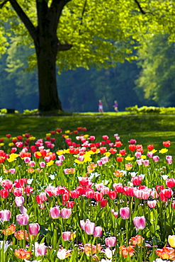 tulip flowerbed in the dahlia garden at the Klosterwiese Baden-Baden