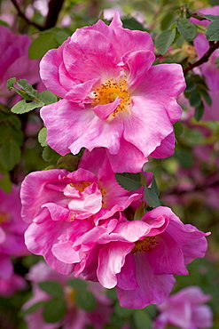 rose 'Marguerite Hilling' red flowers