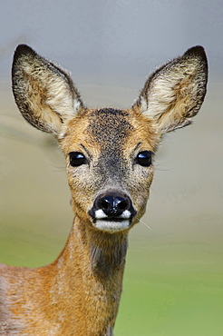 roe deer female young roe deer head portrait