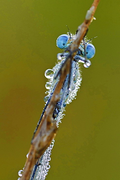 azur damselfly azur damselfly sitting with dewdrops in morning dew on halm close up view