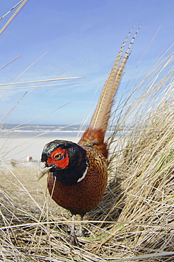 ring-necked pheasant male pheasant in grass on beach portrait