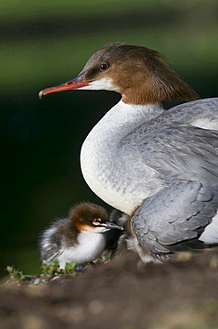 goosander female goosander protecting young portrait Munich Bavaria Germany