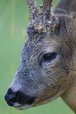 roe deer male roe deer standing head portrait close up view