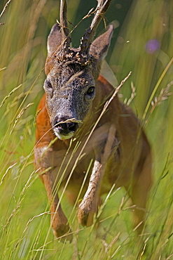 roe deer male roe deer jumping portrait