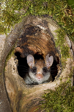 garden dormouse garden dormouse with injured ear looking out of tree cave portrait