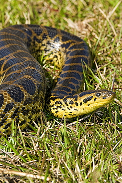 yellow anaconda in meadow Pantanal Brazil South America Animals