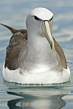 Salvin's Albatross or Salvin's Mollymawk Albatross swimming close-up Kaikourra New Zealand Animals