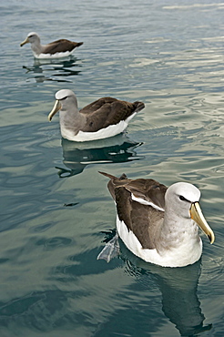 Salvin's Albatross or Salvin's Mollymawk Albatrosses or Mollyhawks swimming Kaikourra New Zealand Animals